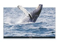 Absenicon C138 - 138" Diagonal klass 3.0 Series LED-bakgrundsbelyst LCD-skärm - konferens - 1080p 1920 x 1080 112C13812BR3GRS22